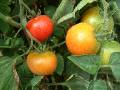 Tomatoes on vine